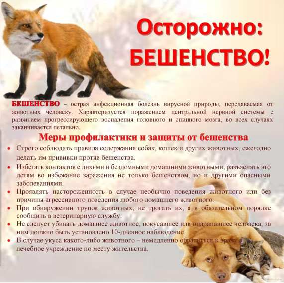 Бешенство – острое инфекционное вирусное особо опасное заболевание животных и человека. Бешенство – острое инфекционное вирусное особо опасное заболевание животных и человека.