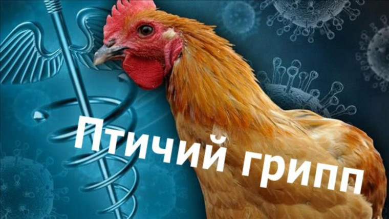 Внимание-птичий грипп!!!!. Внимание-птичий грипп!!!!.